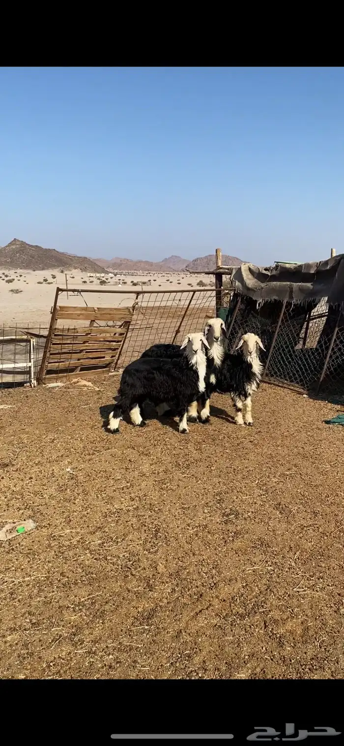 رخال ذبايح سمان ونضاف شرط الموقع الحناكيه 2