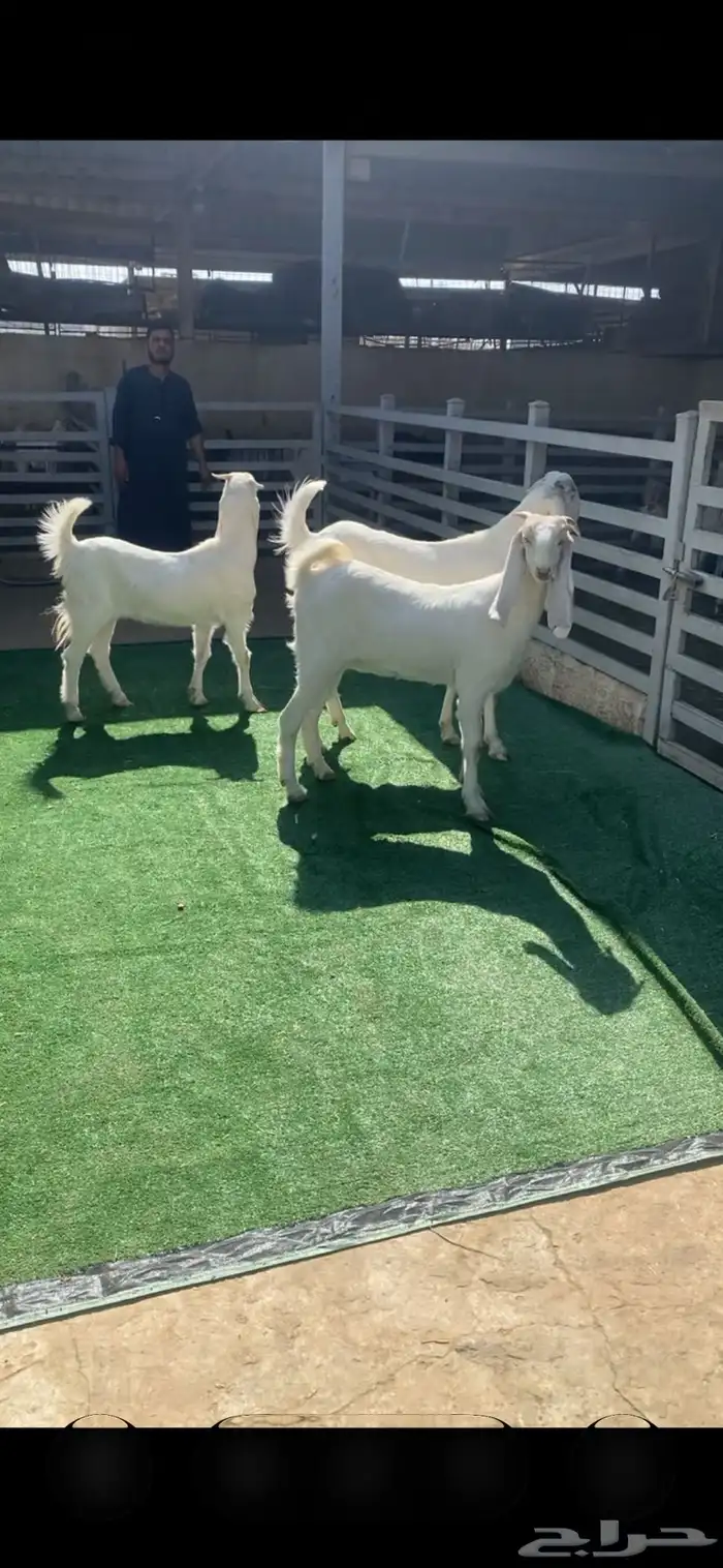 مطورات جذعات 1