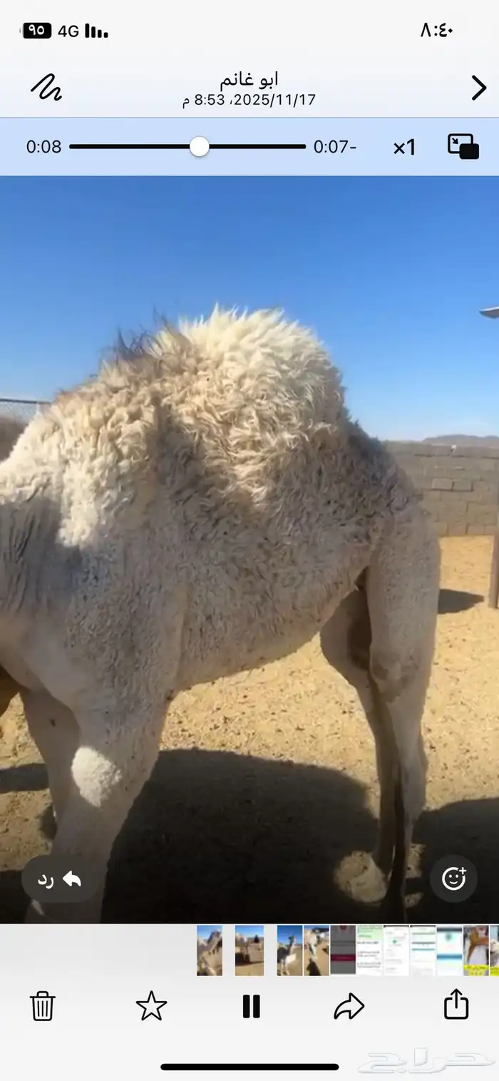 بكرة للبيع 0