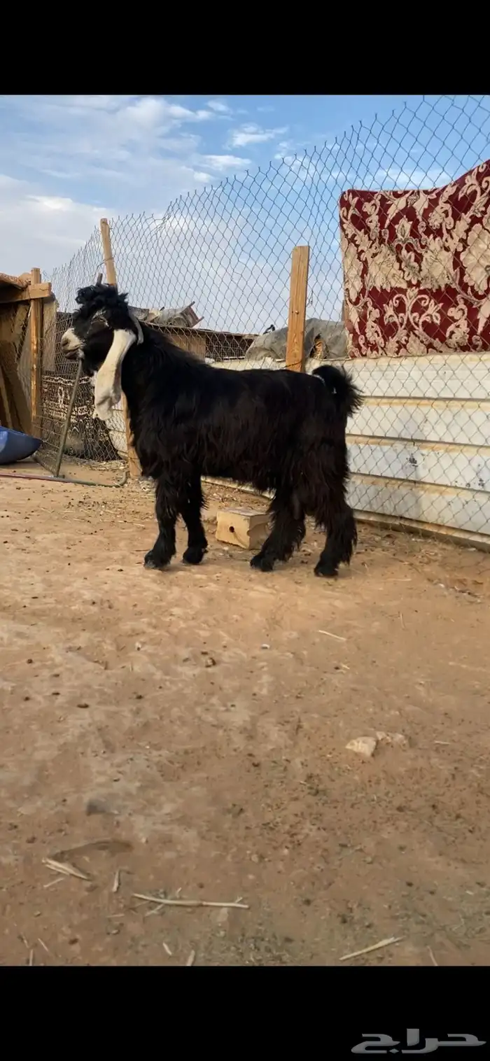 فحول عوارض صنف 2