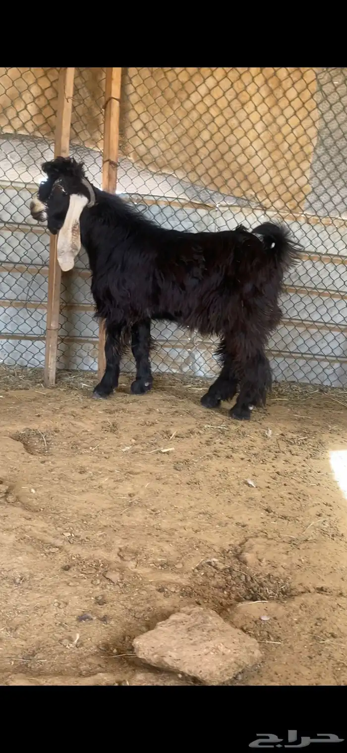 فحول عوارض صنف 3