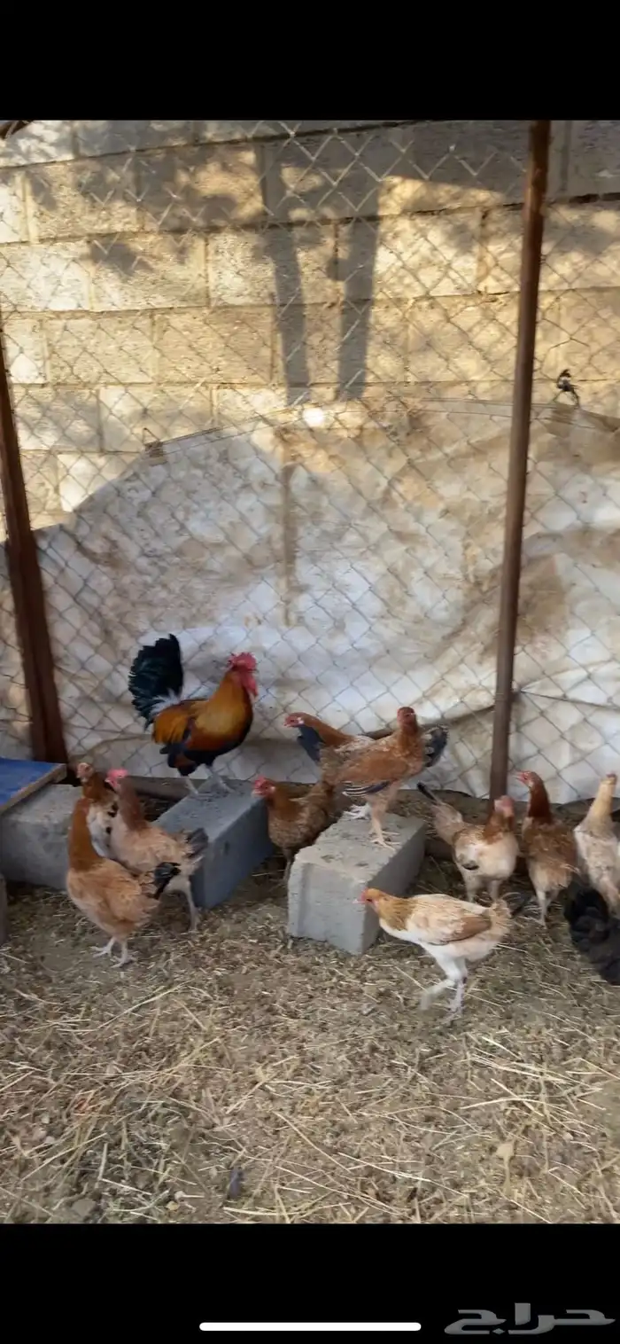 دجاج بلدي للبيع 0