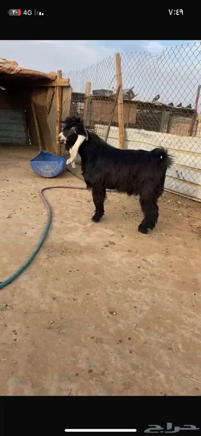 فحول عوارض صنف 1