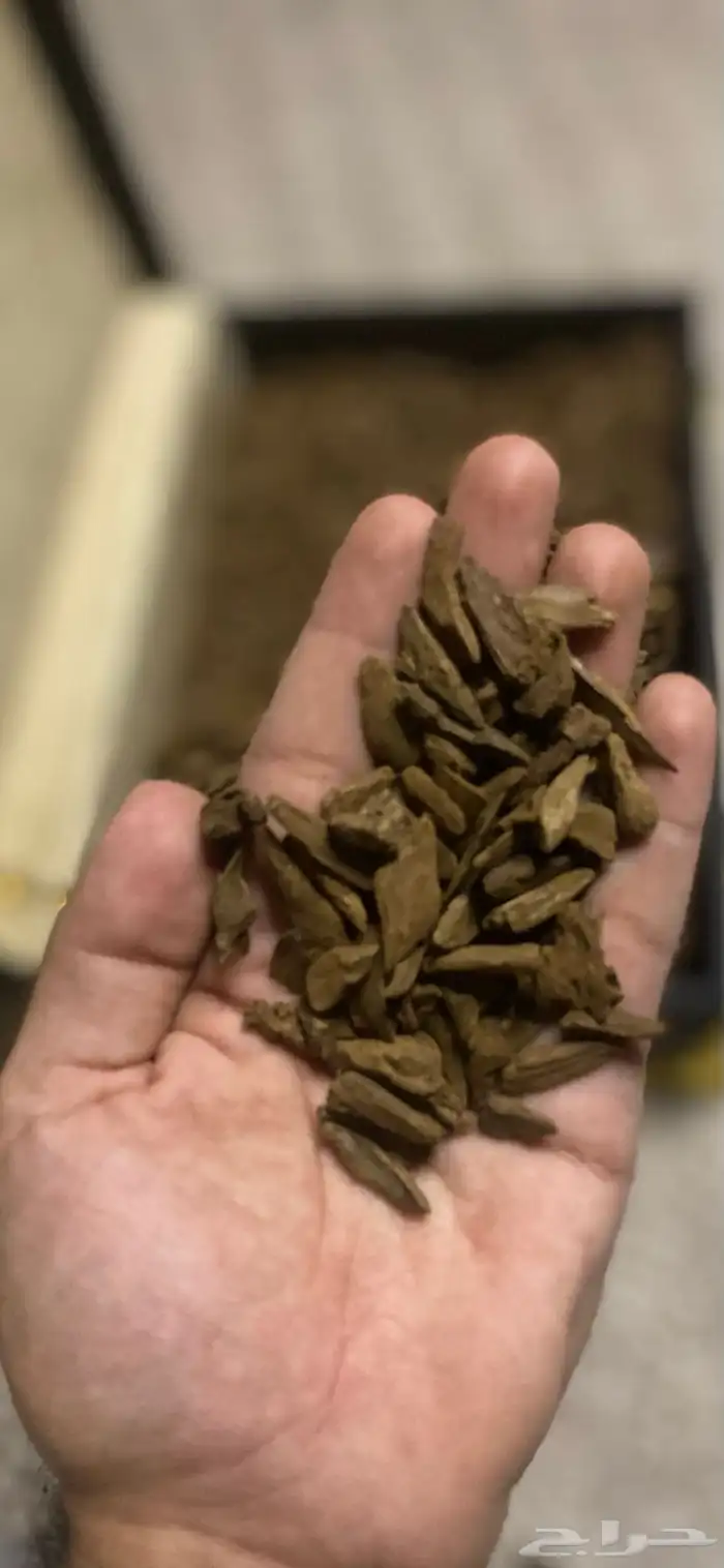 عرض عود مروكي ودهن عود طبيعي 2