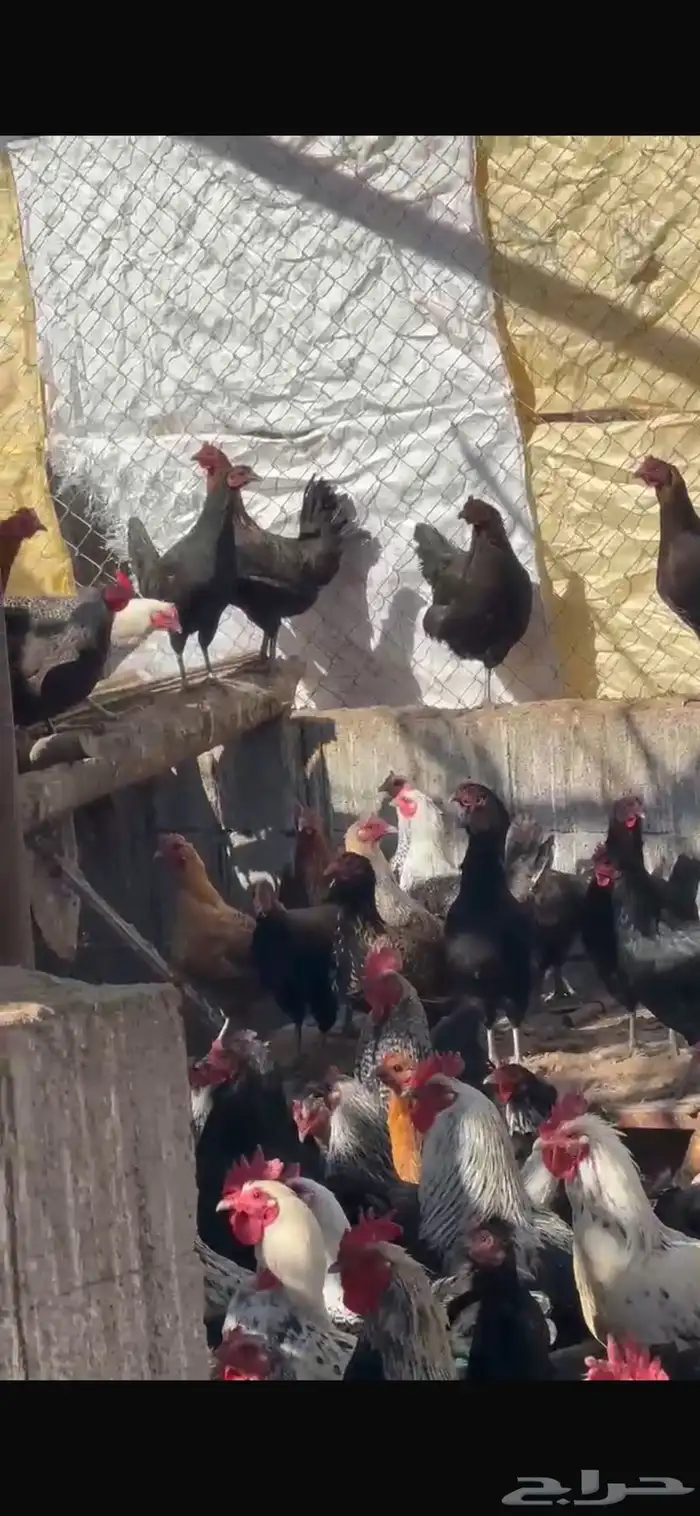 للبيع دجاج 1