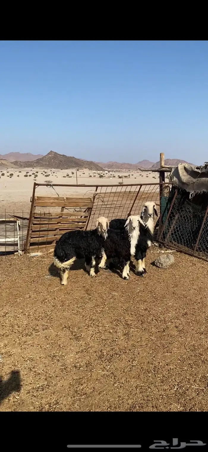 رخال ذبايح سمان ونضاف شرط الموقع الحناكيه 1