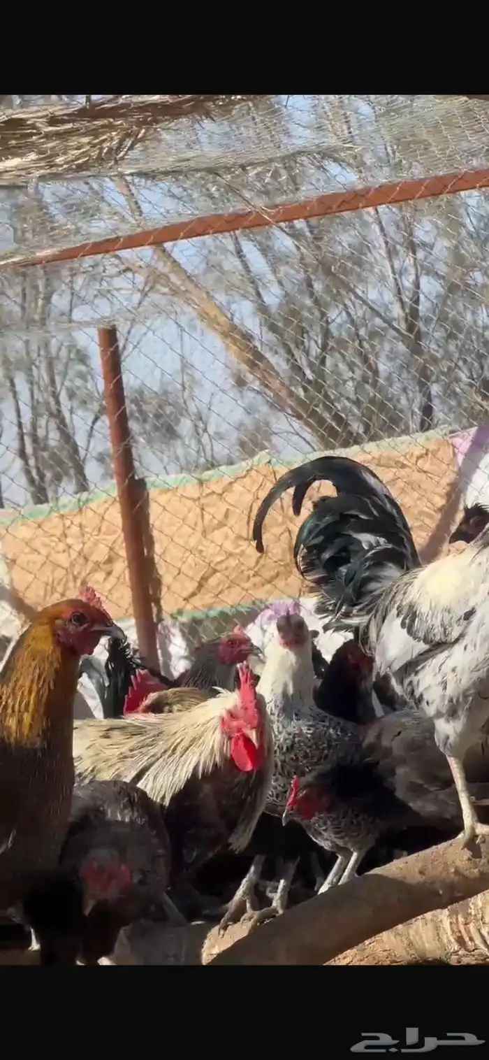 للبيع دجاج 2