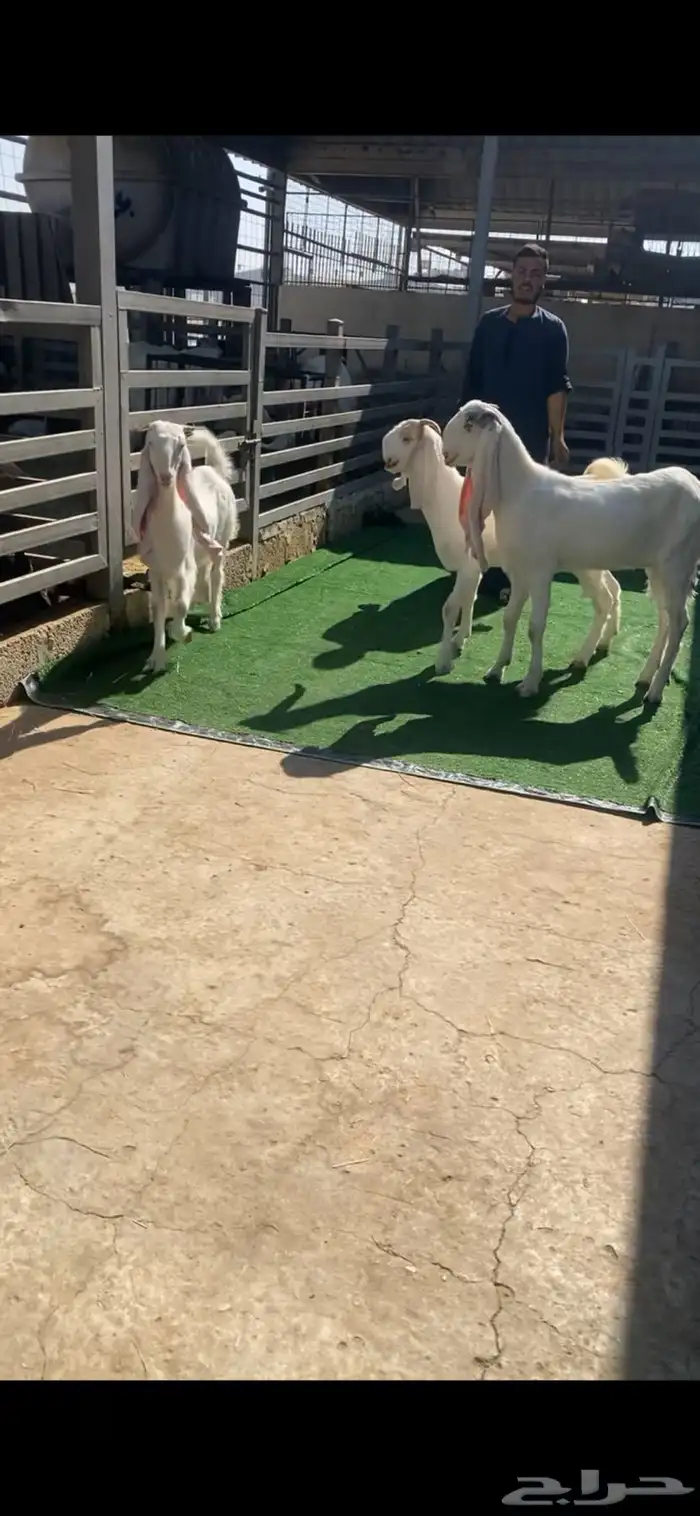 مطورات جذعات 0