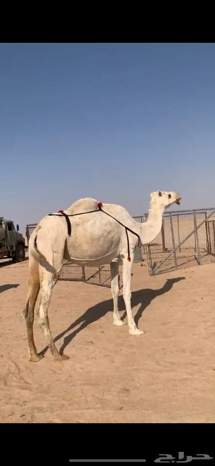 لبيع نياق ضرايب 3