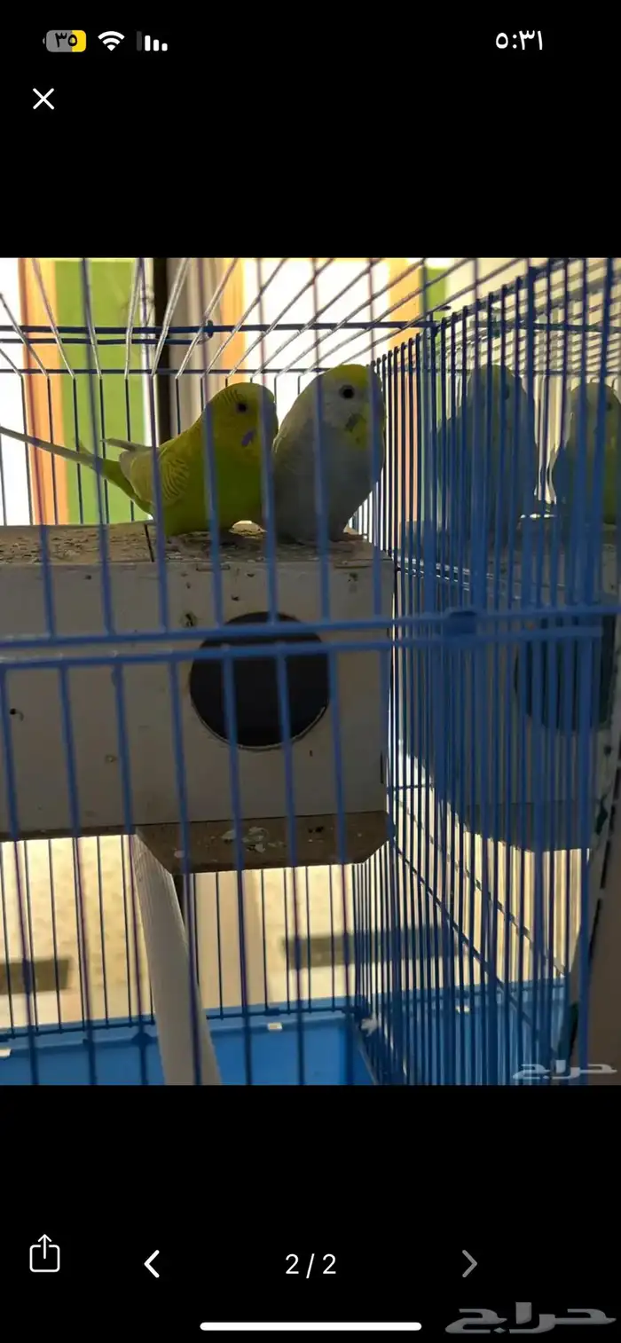 عصافير حب مافيهم اي ضرر او مرض وصحتهم ممتازه 1