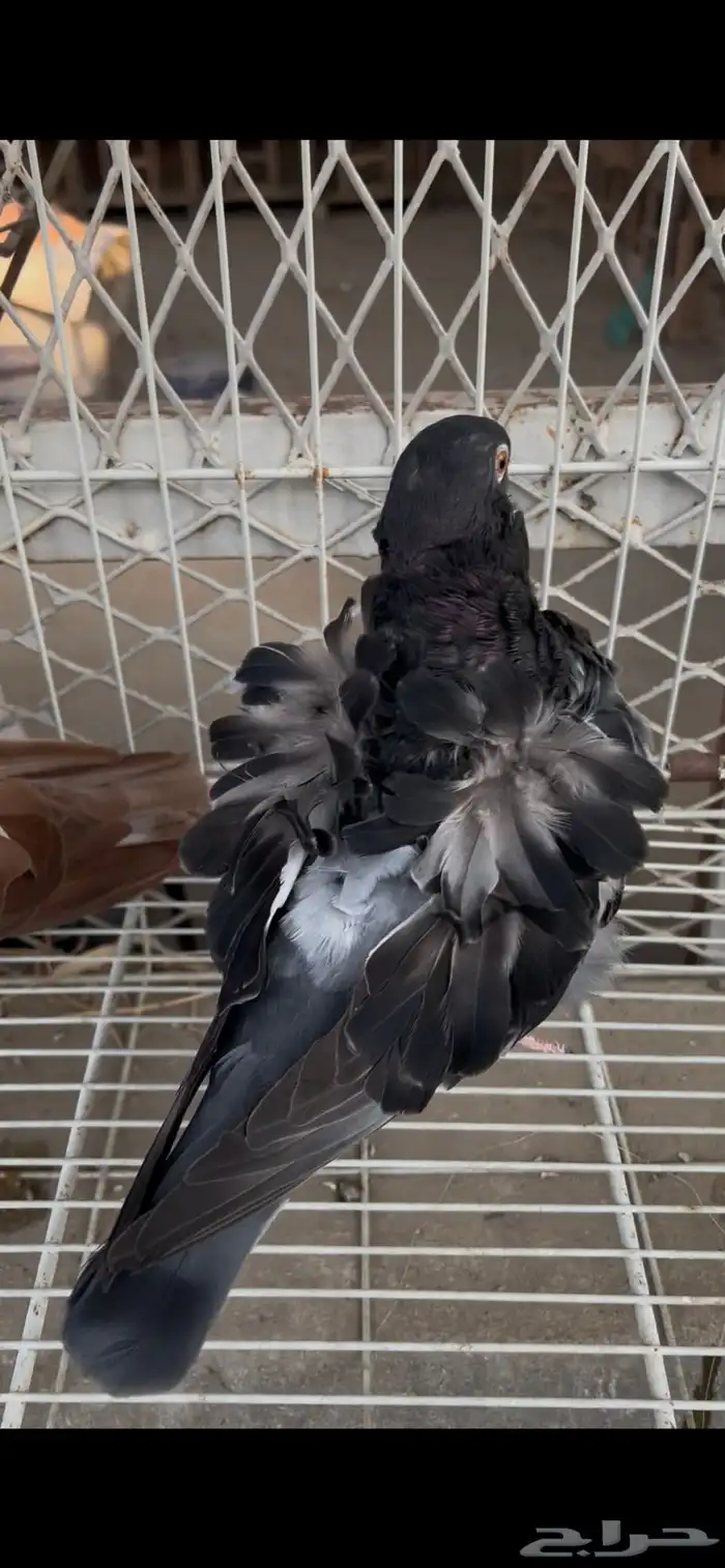 حمام كشكشي مميز للبيع في جدة 6