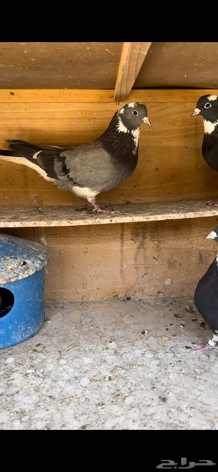 حمام قطيفي للبيع(تم البيع ) 2