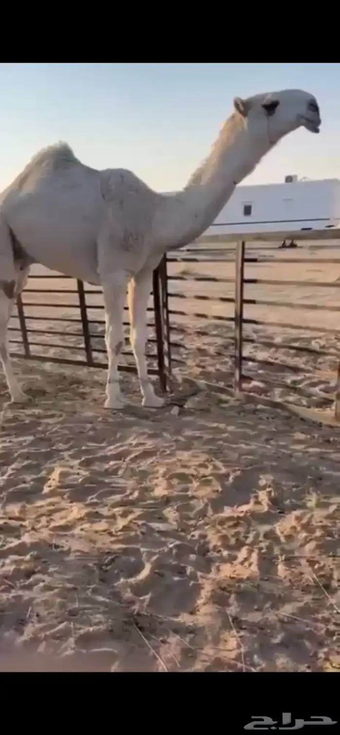 للبيع القعود الكفو العلياني 0