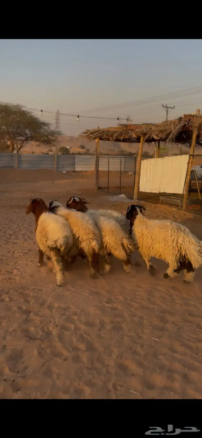 طليان نعيم 1