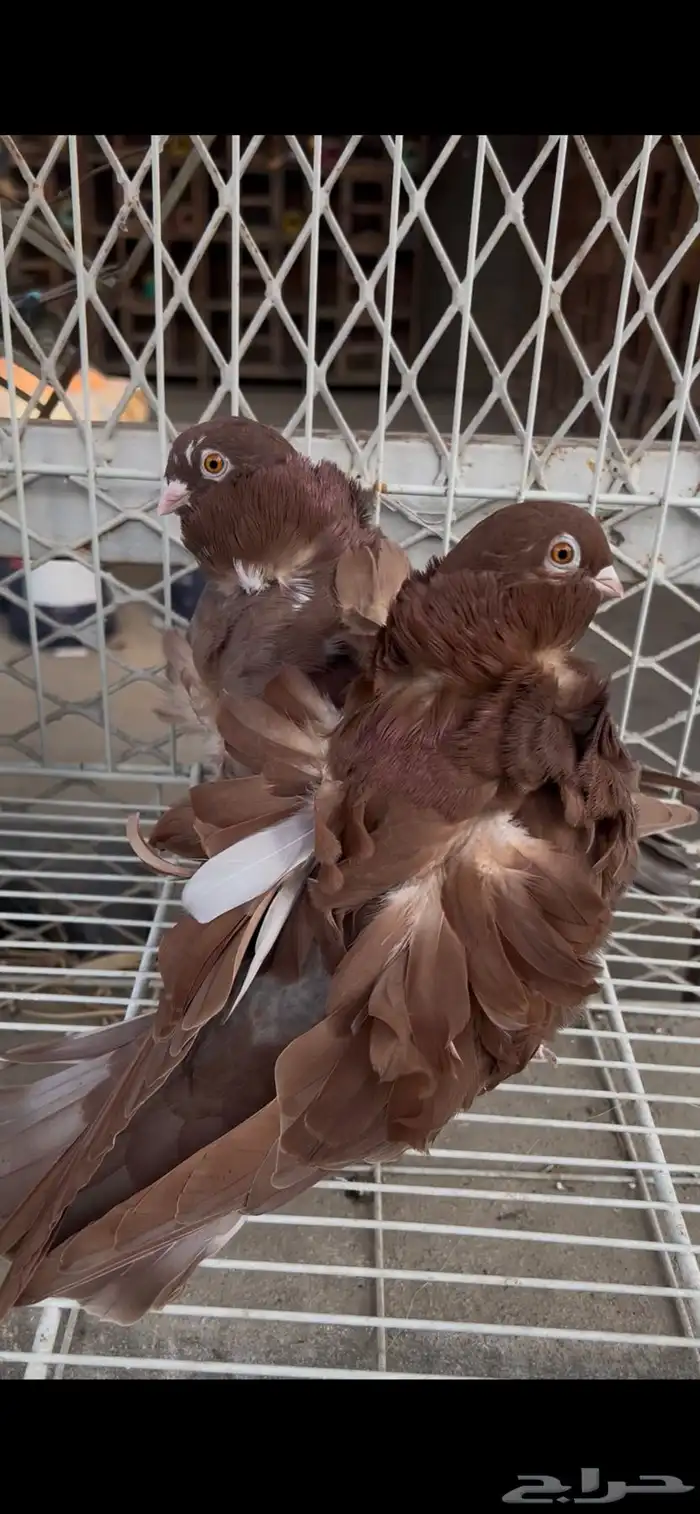 حمام كشكشي مميز للبيع في جدة 10