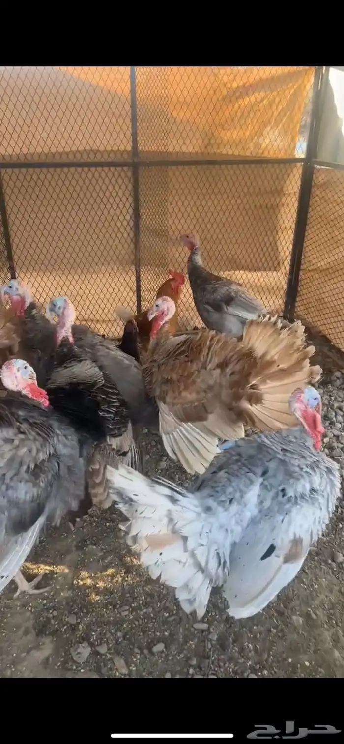 للبيع ديوك رومي و كوشن و وز عراقي 6