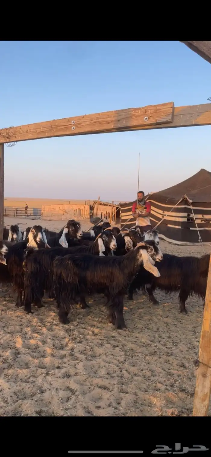 معزا عوارض مواليد رغايث بفحلها 15