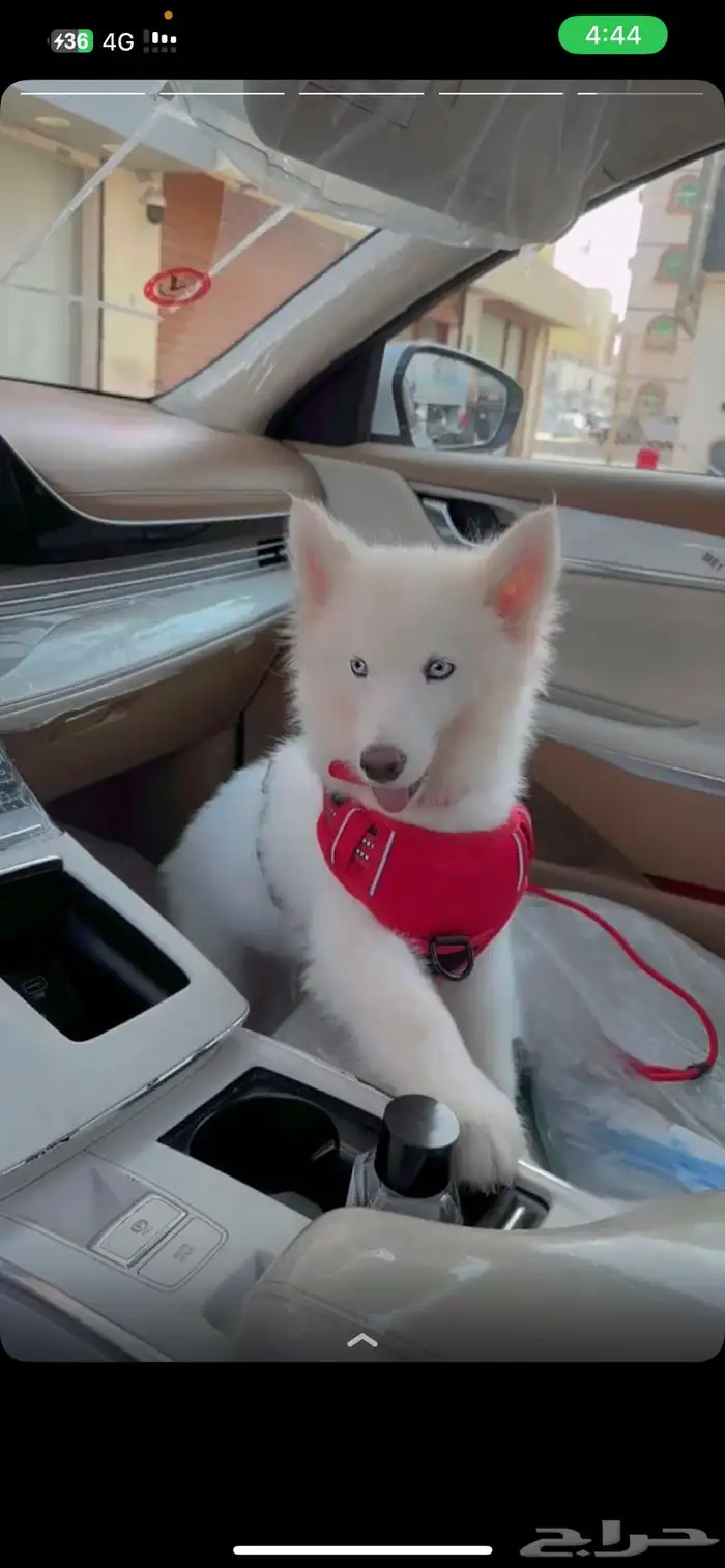 هاسكي بيور ذكر وانثى 2