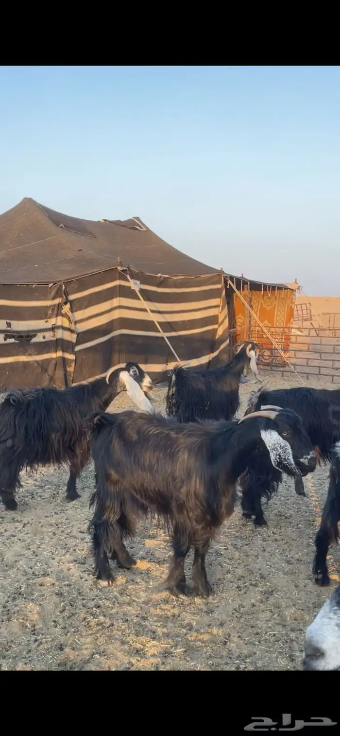 معزا عوارض مواليد رغايث بفحلها 10