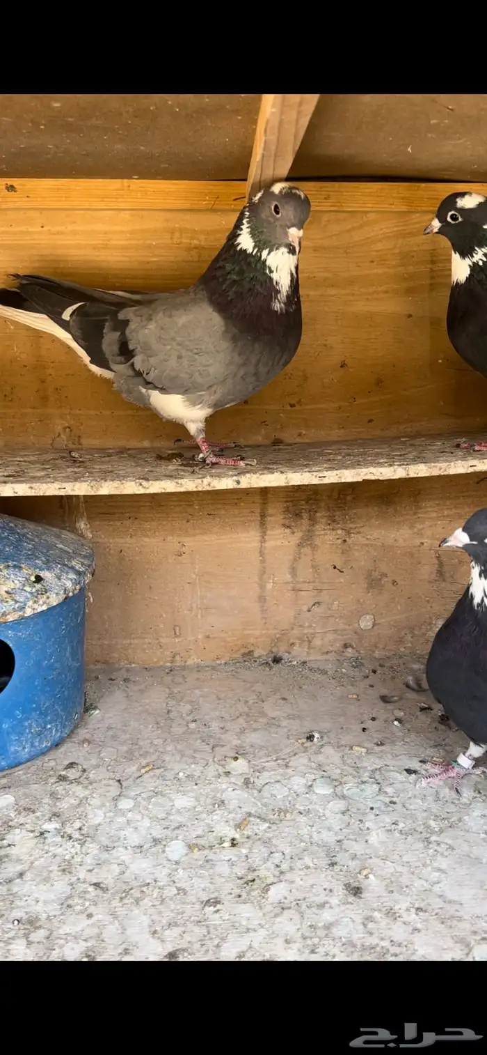 حمام قطيفي للبيع(تم البيع ) 3