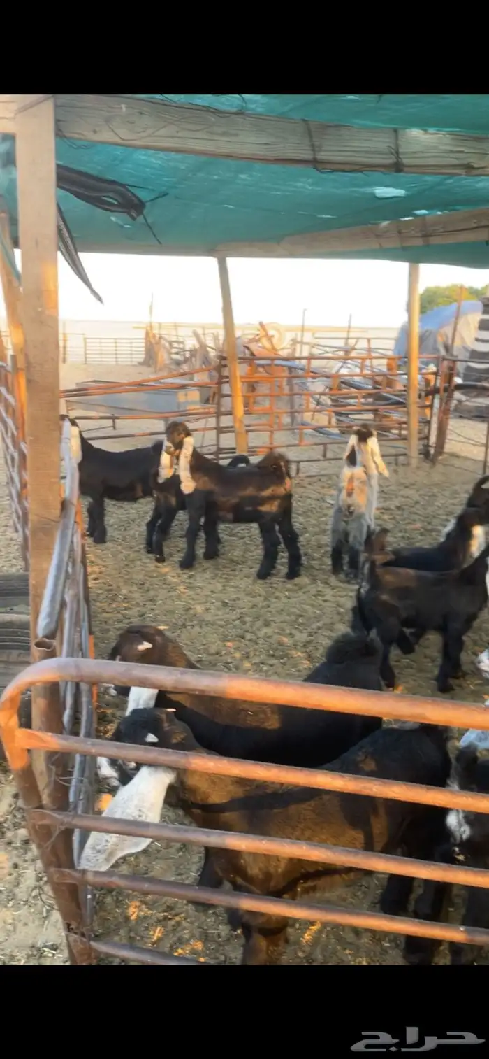 معزا عوارض مواليد رغايث بفحلها 23