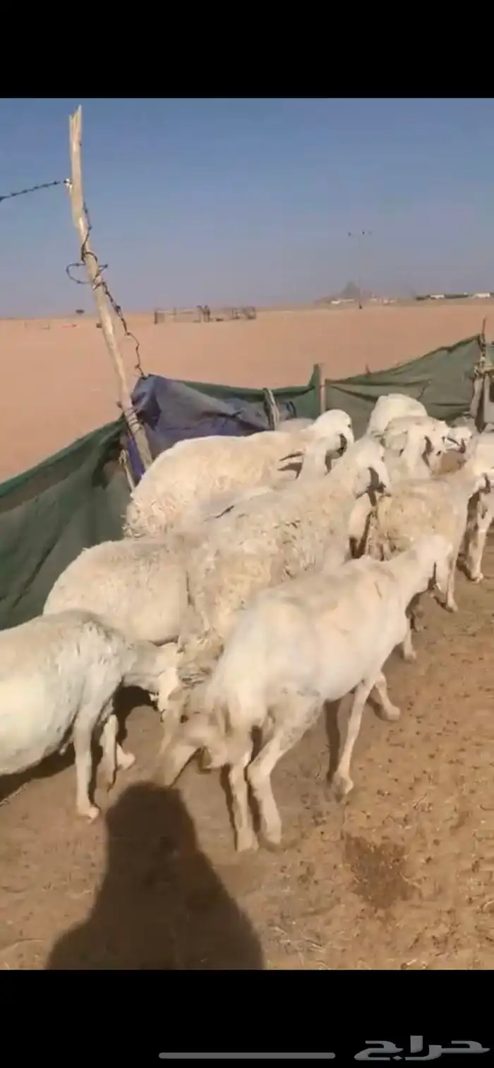 لبيع غنم حريات العدد 12 ب الفحل 1