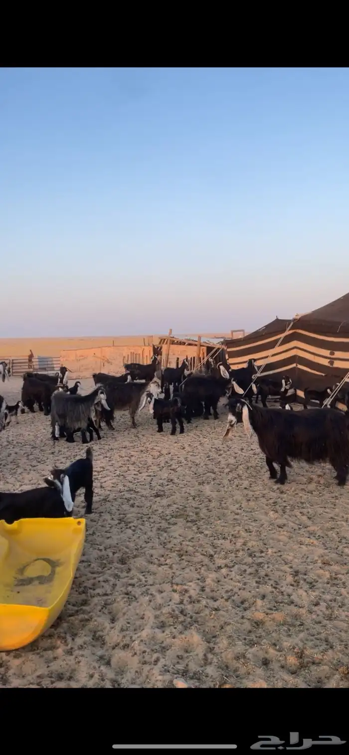 معزا عوارض مواليد رغايث بفحلها 19