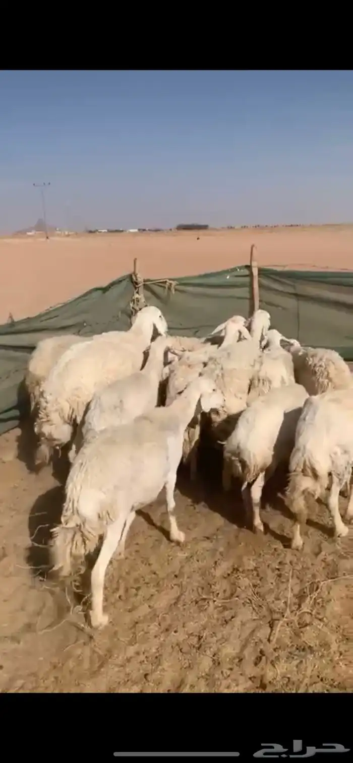 لبيع غنم حريات العدد 12 ب الفحل 5