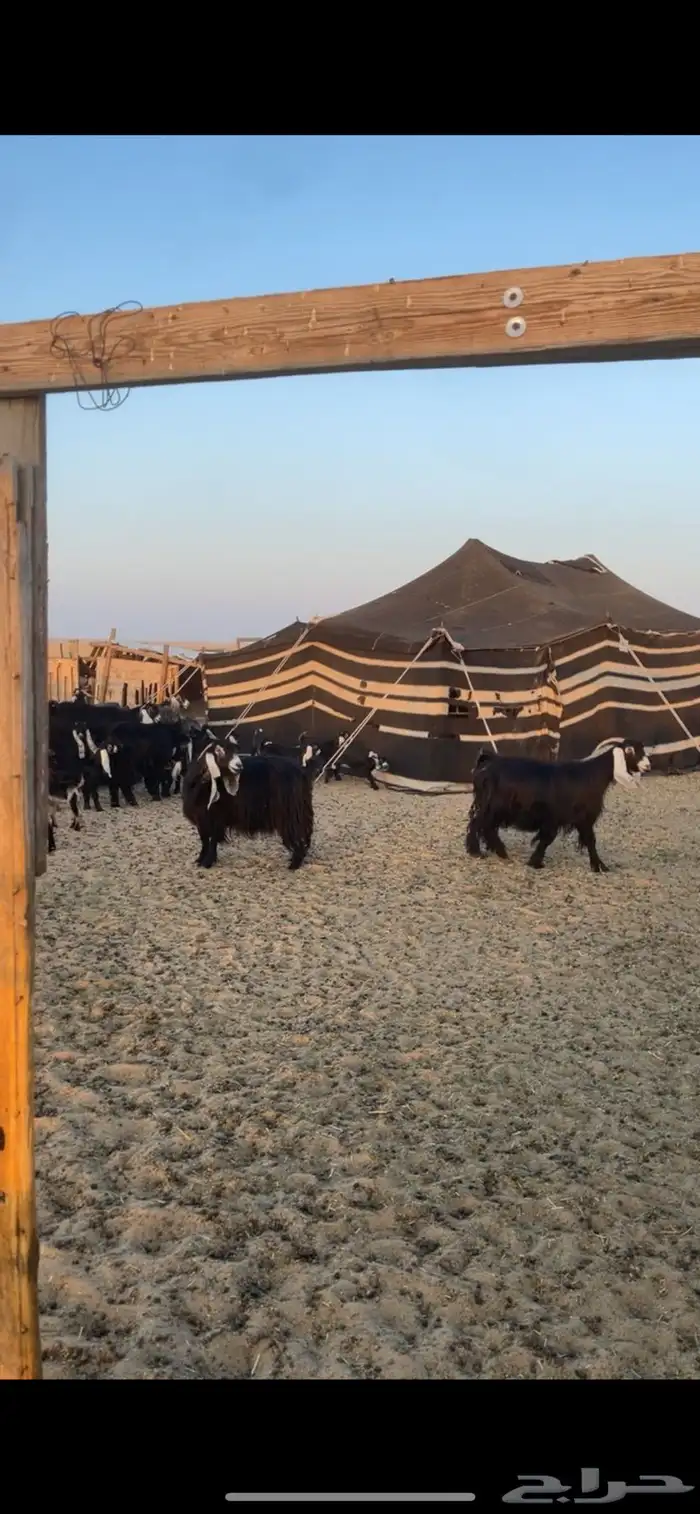 معزا عوارض مواليد رغايث بفحلها 21