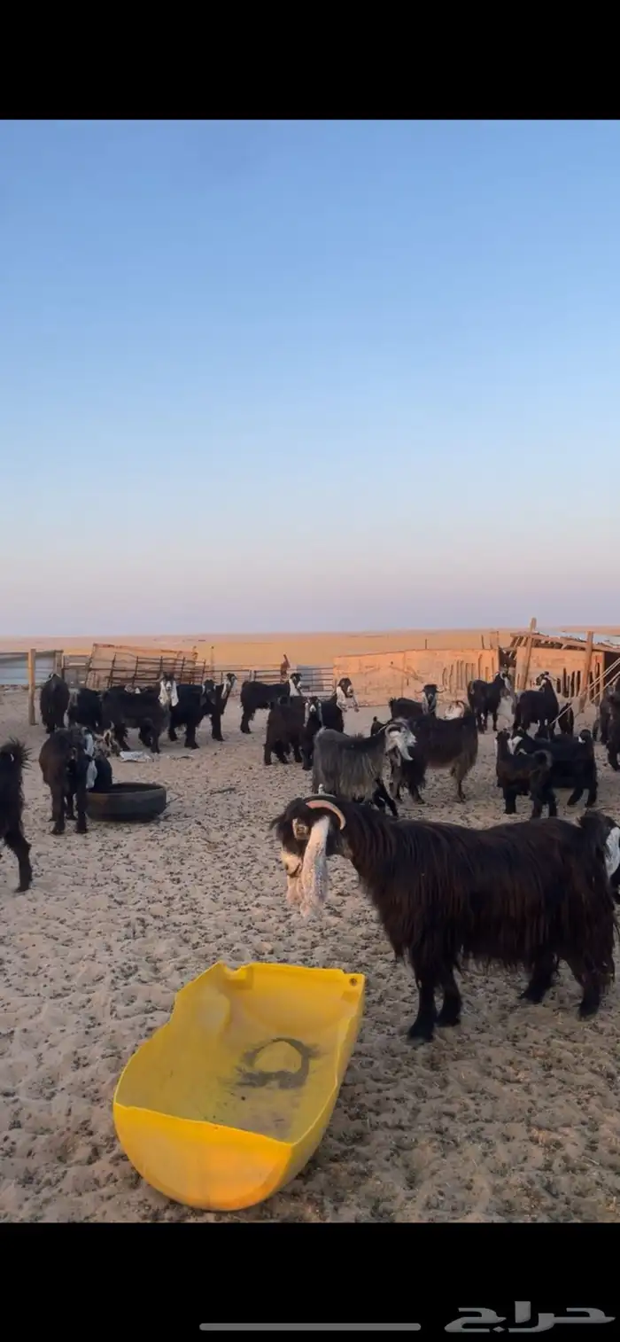 معزا عوارض مواليد رغايث بفحلها 18