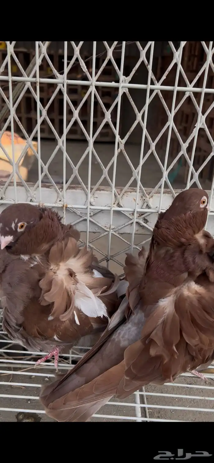 حمام كشكشي مميز للبيع في جدة 0