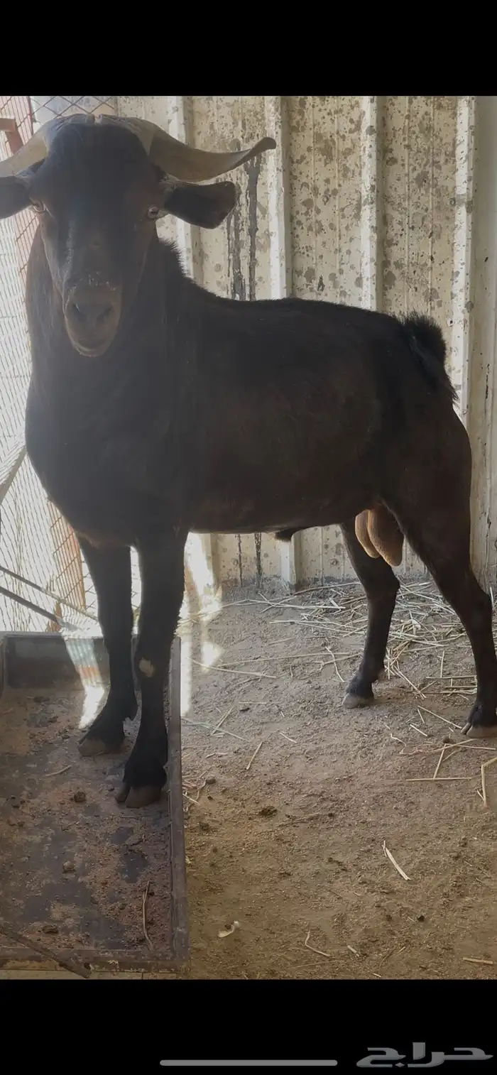 تيس فحل ادهم ادبس كفووو مشروط 1