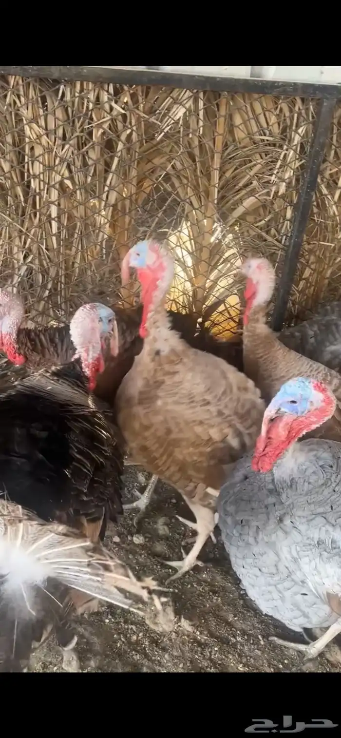 للبيع ديوك رومي و كوشن و وز عراقي 3