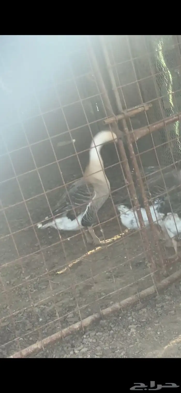 للبيع ديوك رومي و كوشن و وز عراقي 2