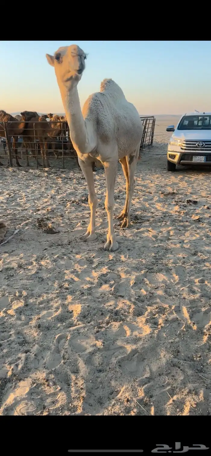 للبيع بكار 0