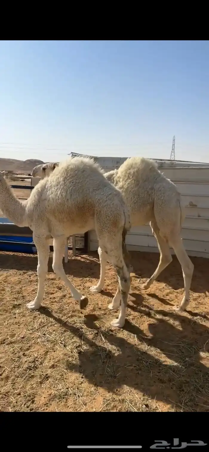 للبيع قعدان 2 فل شحم 1