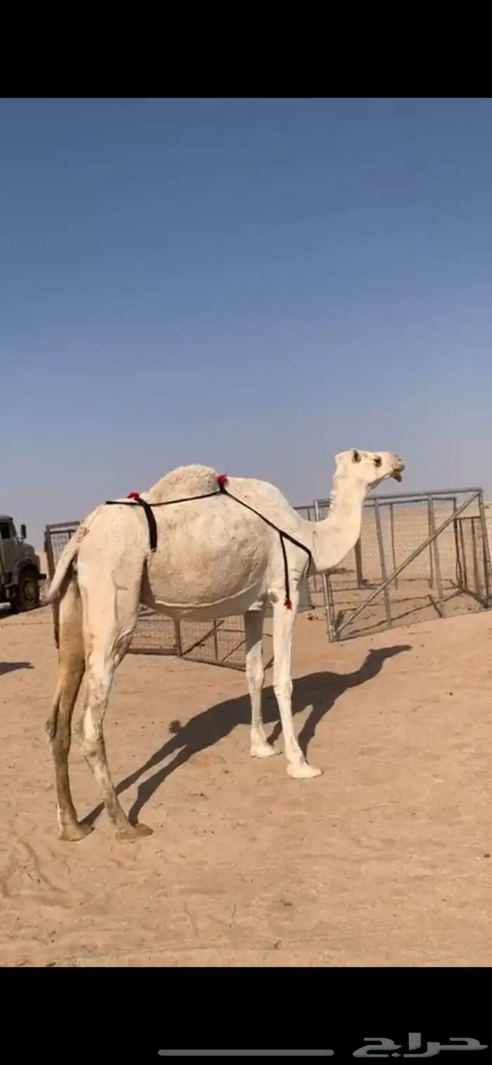 لبيع نياق ضرايب 2