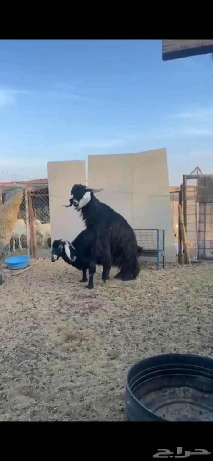 تيس عارضي للبيع 1