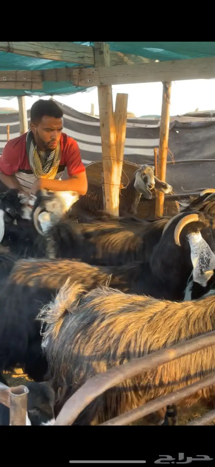 معزا عوارض مواليد رغايث بفحلها 8