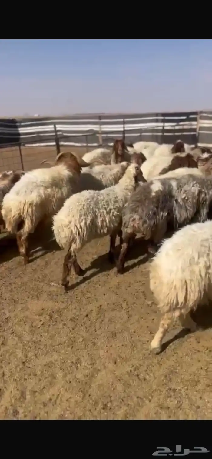 غنم نعيم مراح 4