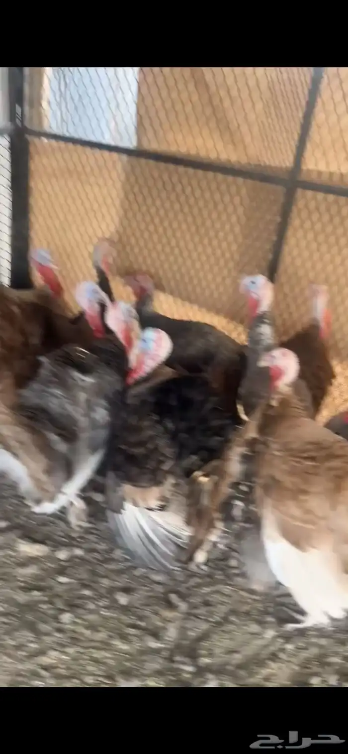 للبيع ديوك رومي و كوشن و وز عراقي 8