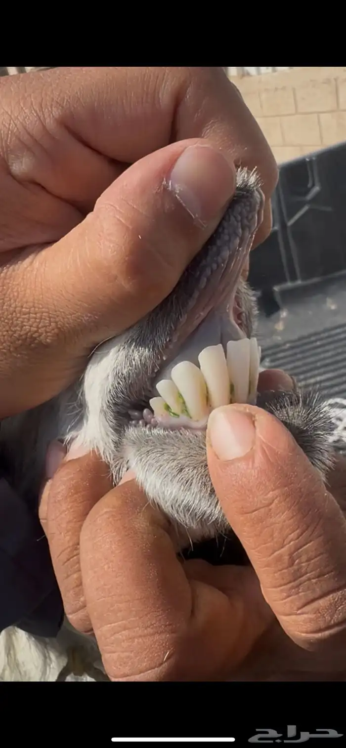 عنز دافع لها شهرين ونص فحص سونار 1