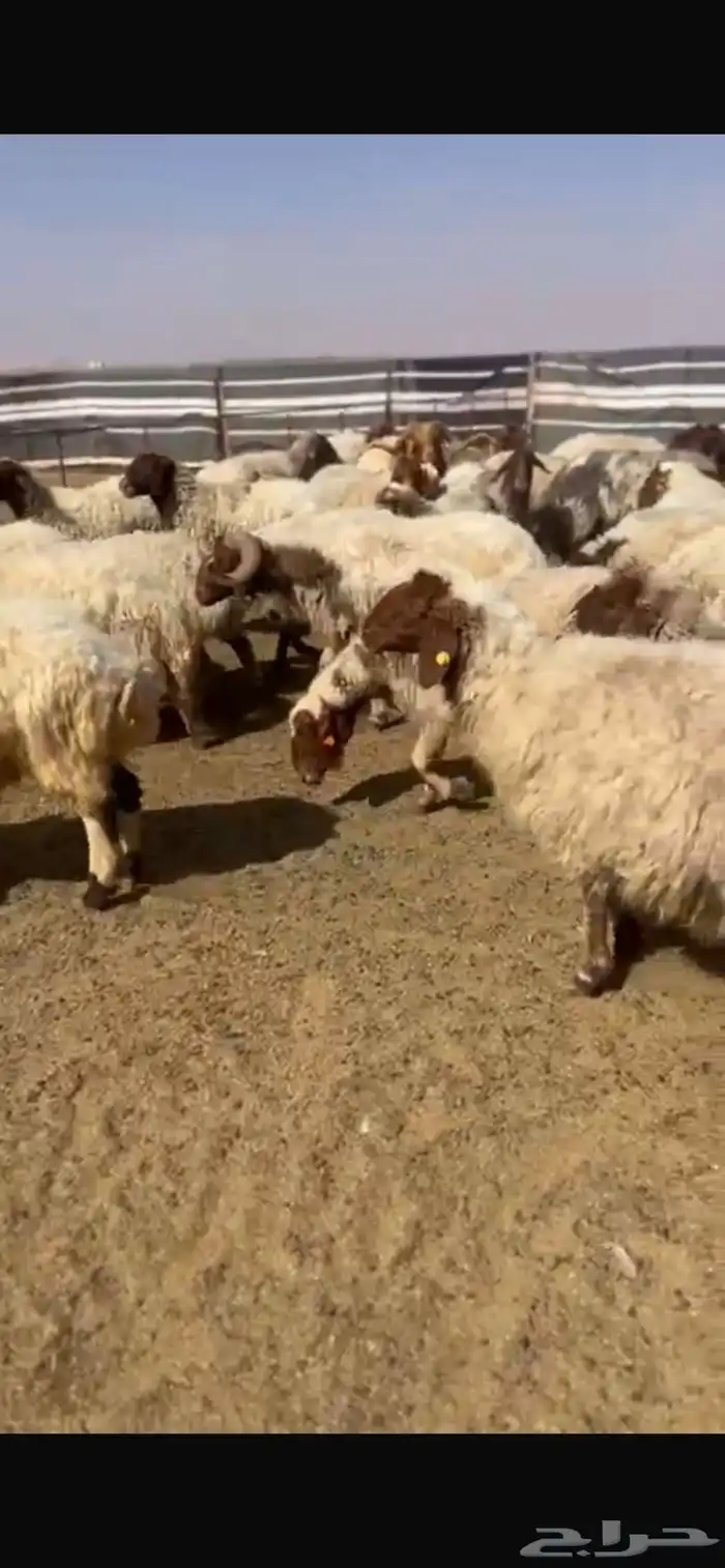 غنم نعيم مراح 5