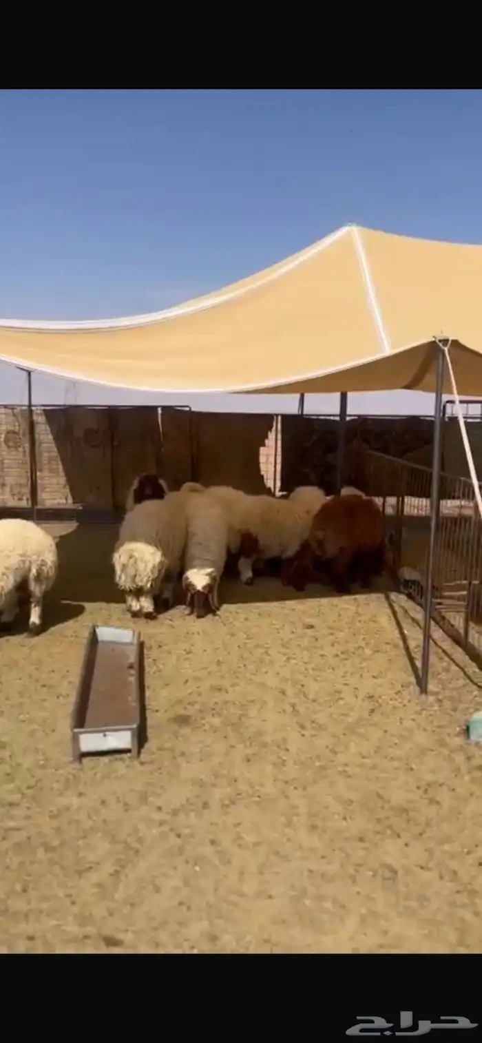 غنم نعيم مراح 6