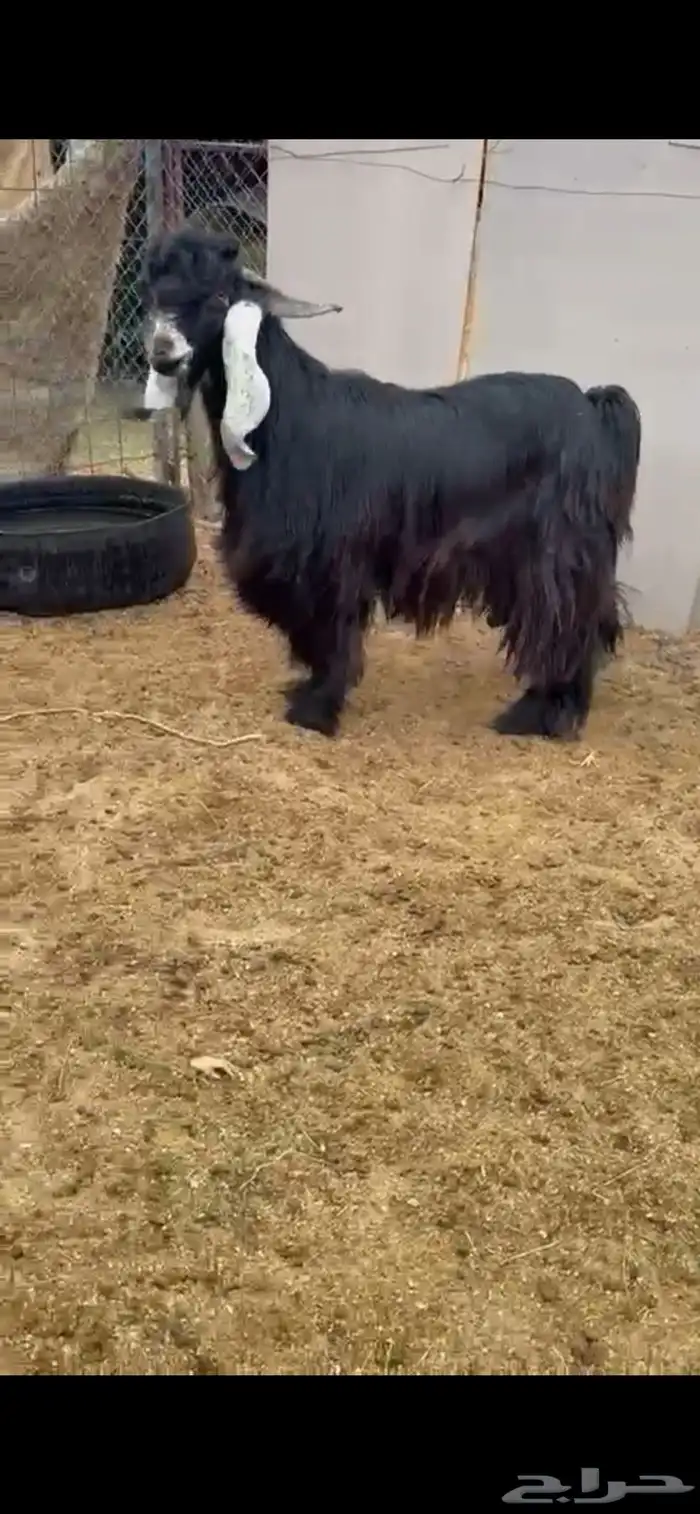 تيس عارضي للبيع 0