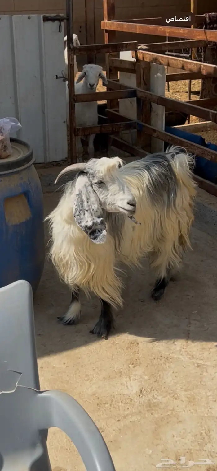 عنز دافع لها شهرين ونص فحص سونار 3