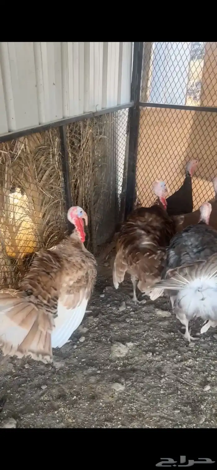 للبيع ديوك رومي و كوشن و وز عراقي 7