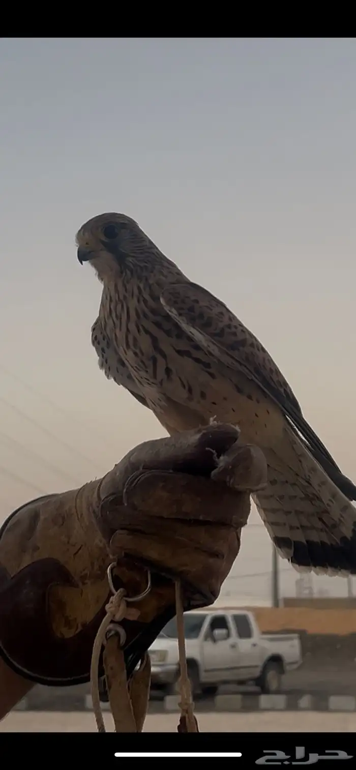 مصقر ومدهل جاهز 0