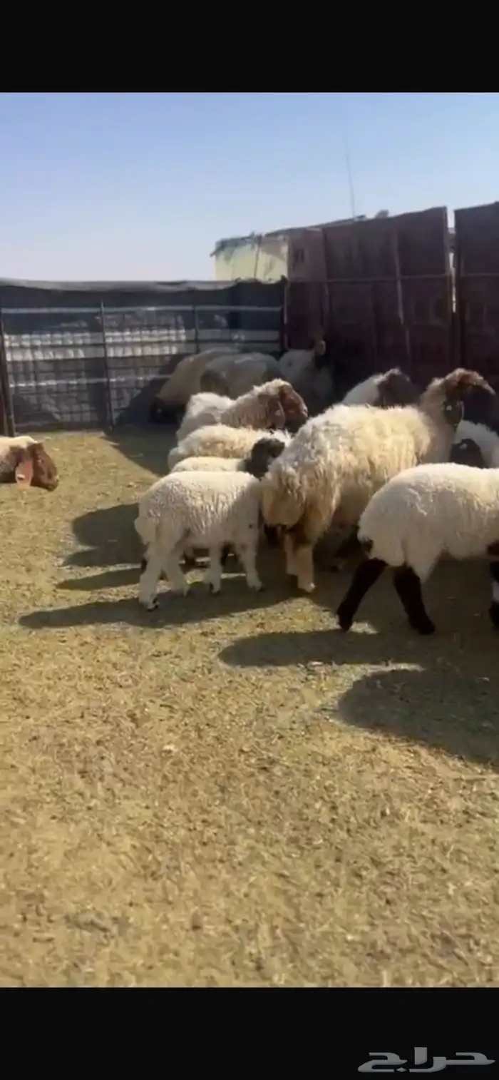 غنم نعيم مراح 7