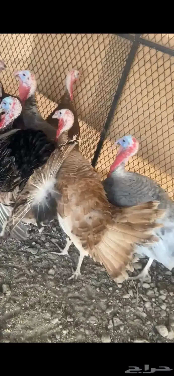 للبيع ديوك رومي و كوشن و وز عراقي 4